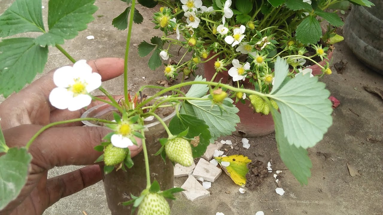 স্ট্রবেরি বাগানের পরিচর্যা #explore#stroberry #bestvarietystrawberry#viralvideo #nature #viralvideo 