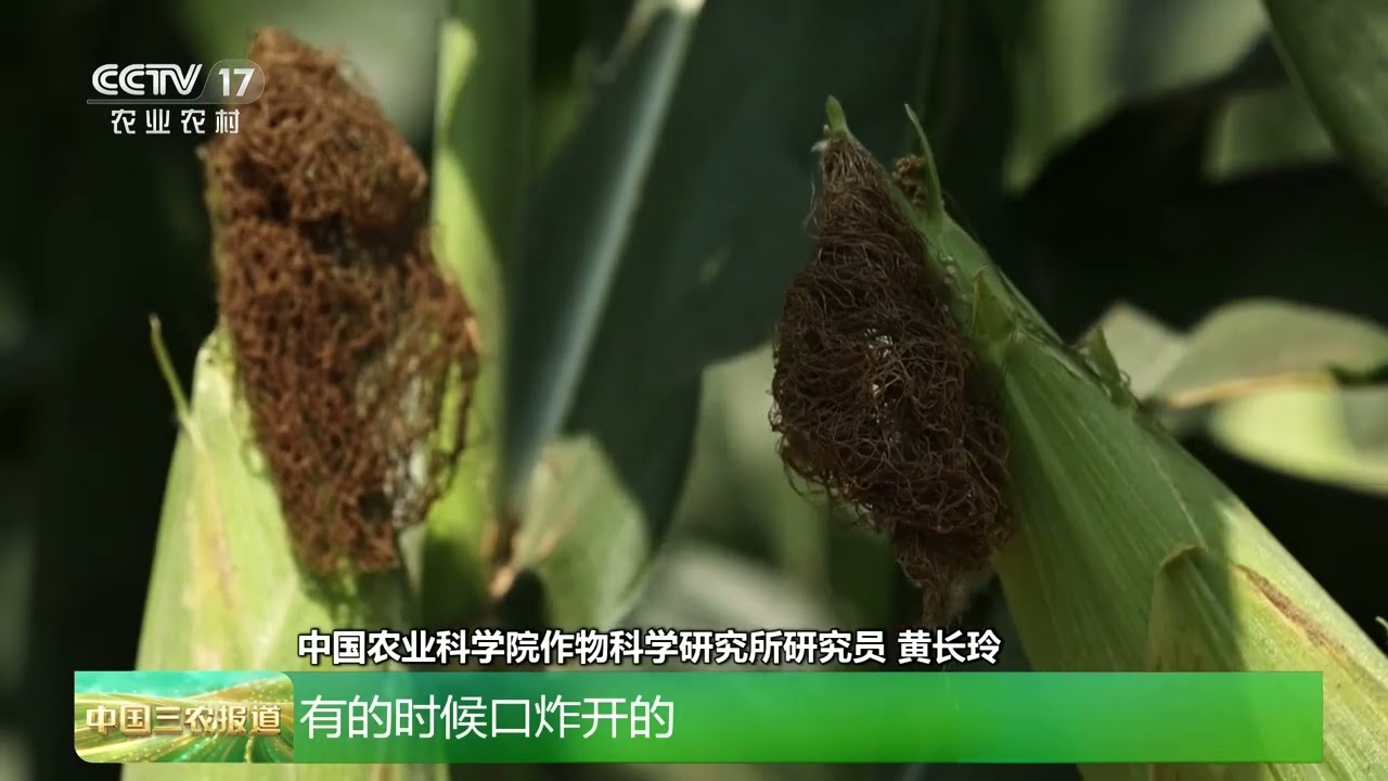 [中国三农报道]2026种子大会观察 海南三亚 鲜食甜玉米&ldquo;选美&rdquo; 看表现论高矮尝味道 | 农业致富经 Agriculture And Farming