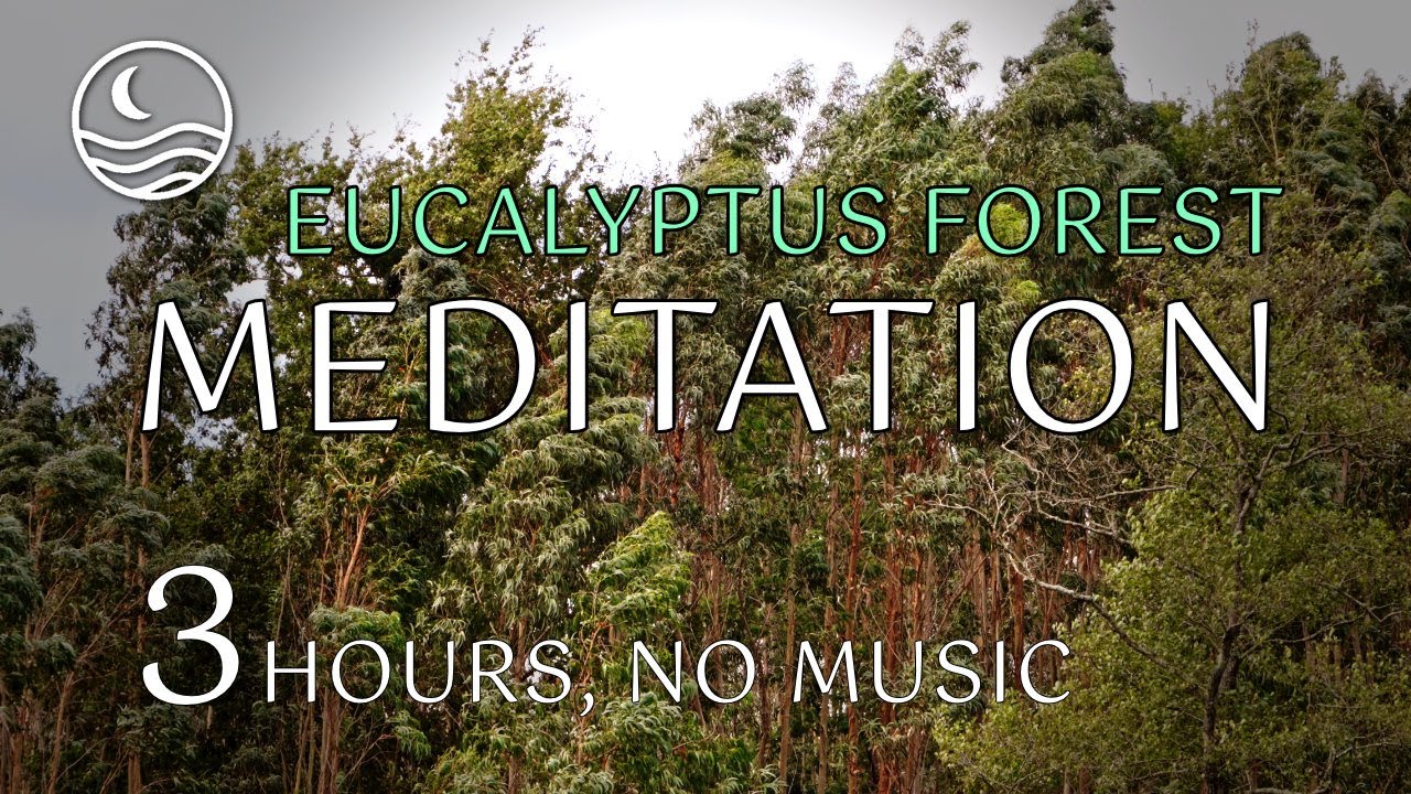 Eucalyptus Forest Wind Ambience | 3 hours of Natural Calm (No Music)