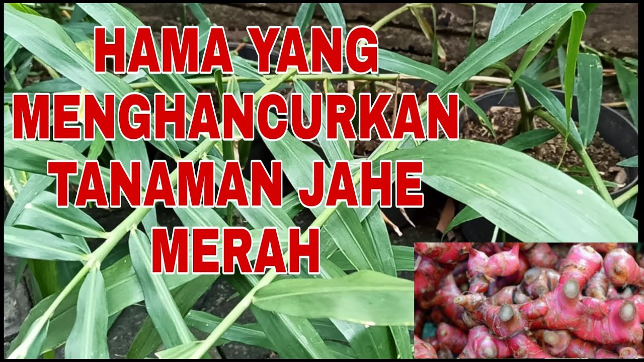 HAMA BESAR YANG MENGHANCURKAN TUNAS TANAMAN JAHE MERAH - J2