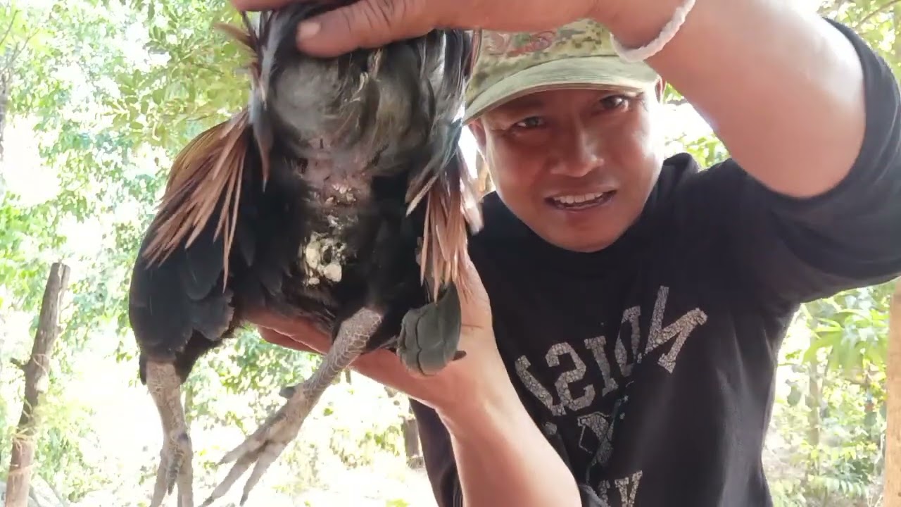 ไก่ต่อตัวที่คัดไว้ขันดีตีปีกดัง/จ่อยคนตีผึ้ง