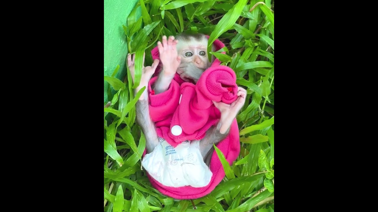 The grass is cold and fresh, so Niko sleeps well there 🍀❄️