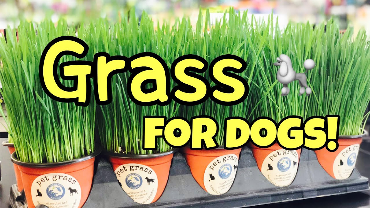 Grass Your Dog Will Eat And It’s Nutritious?!?🤓👍🐩🥦