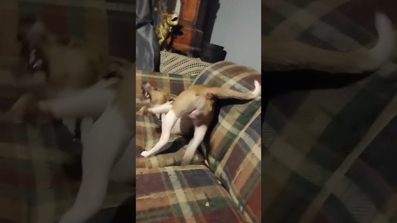 CHANCE IS NUTS!🤣#funnyanimals #nuts#chancethewonderdog