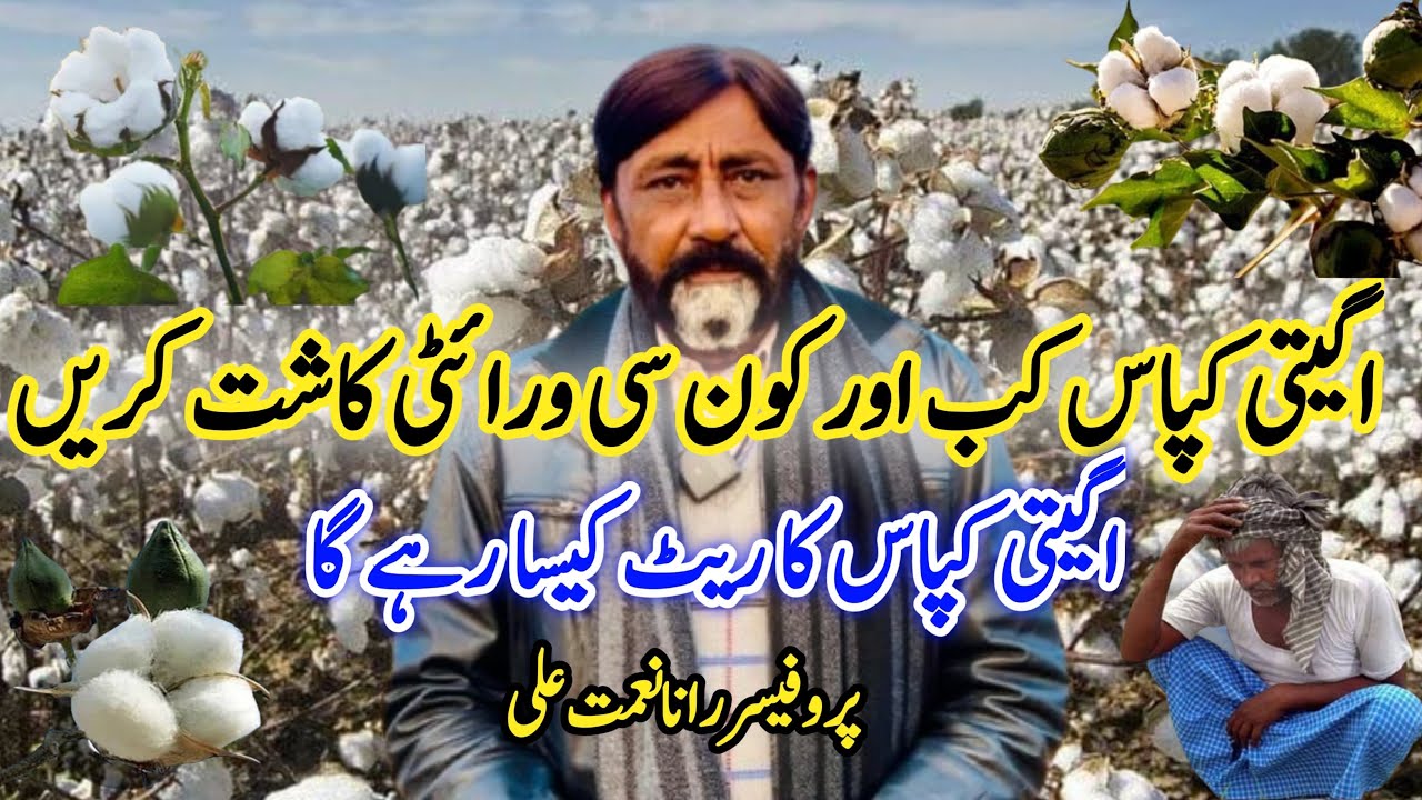 Which cotton variety should be planted آگیتی کپاس کی کون سی ورائٹی لگانی چاہیے