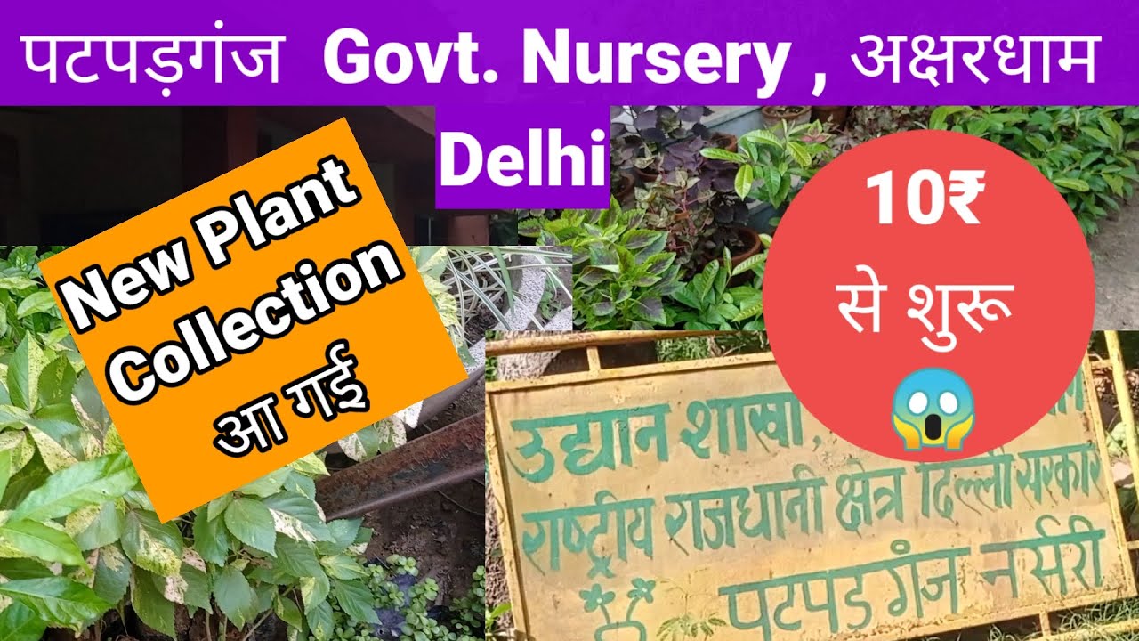 आ गई New Plants Collection|| Patpadganj Govt. Nursery|| #youtube #plantnurseryvisit