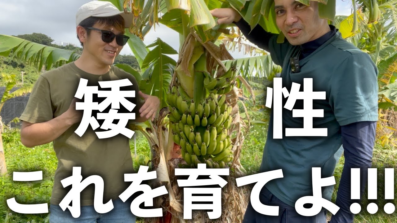 【大苗販売中!】超矮性のとても美味しいバナナを育てよ！！！！