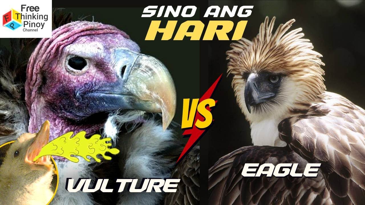 HIGANTENG BUWITRE LABAN SA AGILA?? | Eagle Vs. Vulture | Top 9 Facts You Didn't Know