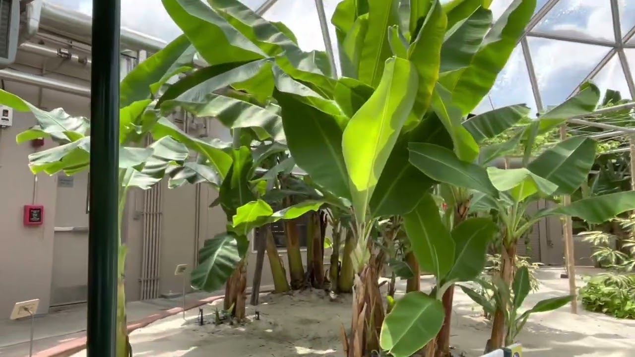 Epcot￼ Living with the land Greenhouse Ride looking for palms