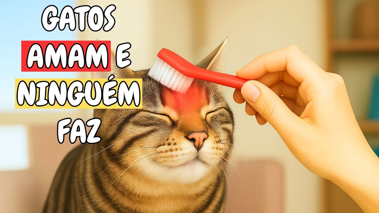 10 coisas que os gatos adoram e que apenas 2% dos donos realmente fazem