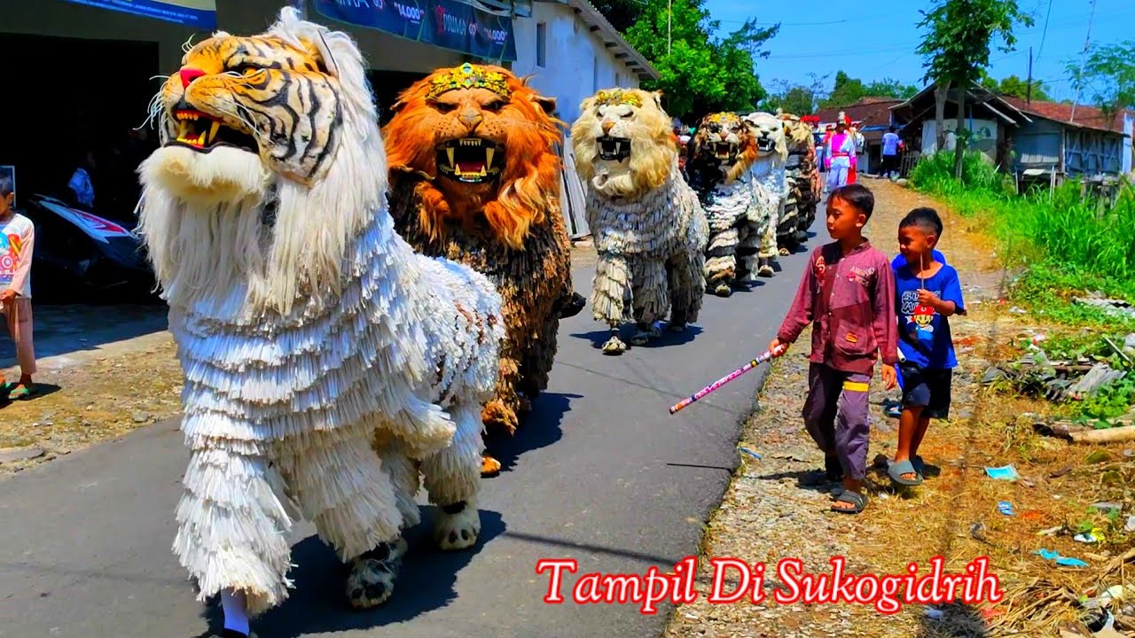 Can macanan singo raung cilik Di Undang Acara imtihanan tampil di sukogidrih Jember
