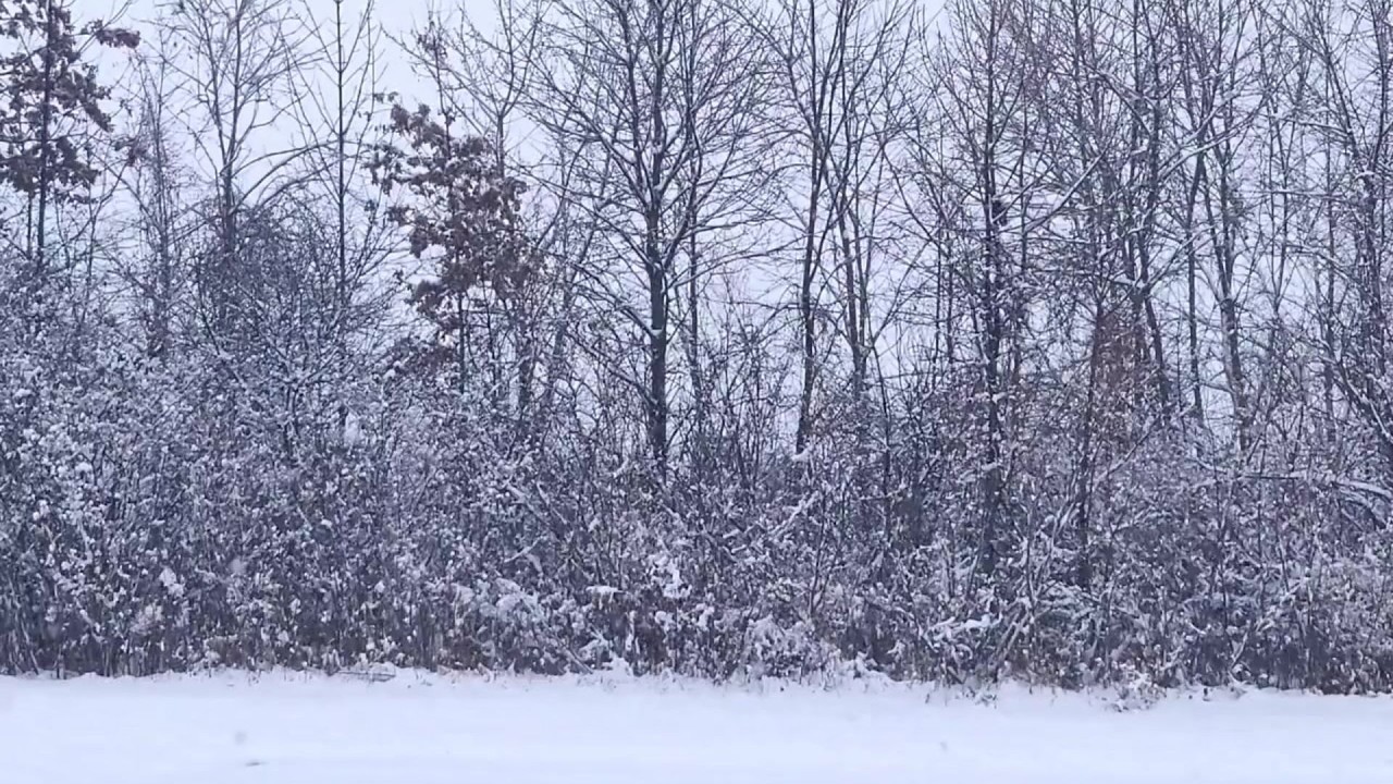 1 Hour Quiet Snowfall at the Forest Edge | Real Winter Nature Sounds for Relaxation & Focus
