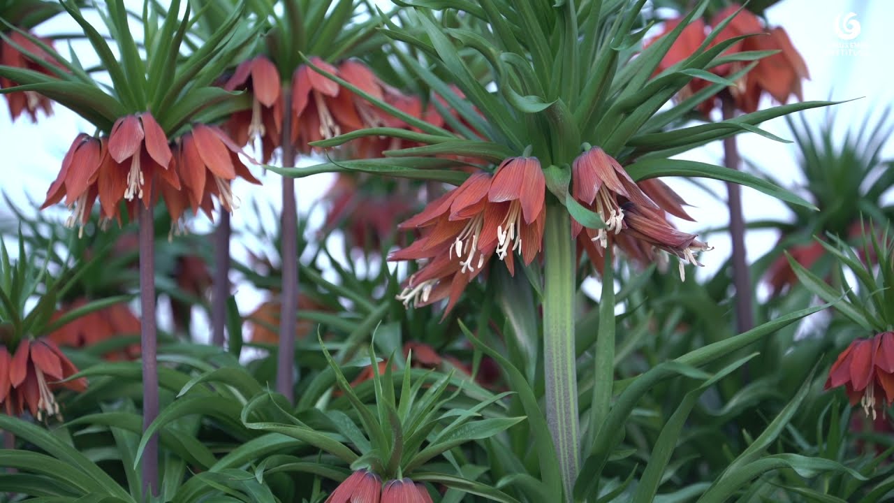 Endemik 7.B&ouml;l&uuml;m - Ters Lale (Crown imperial)