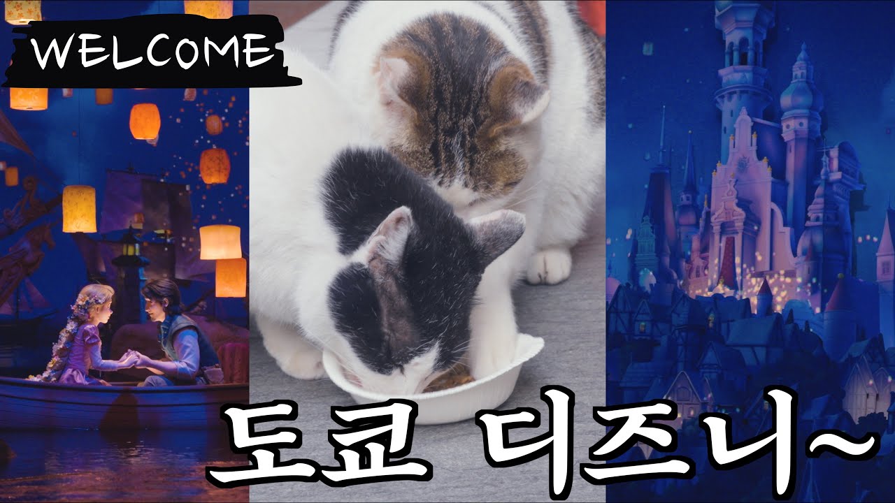 고양이들 두고 디즈니랜드에 다녀왔습니다.