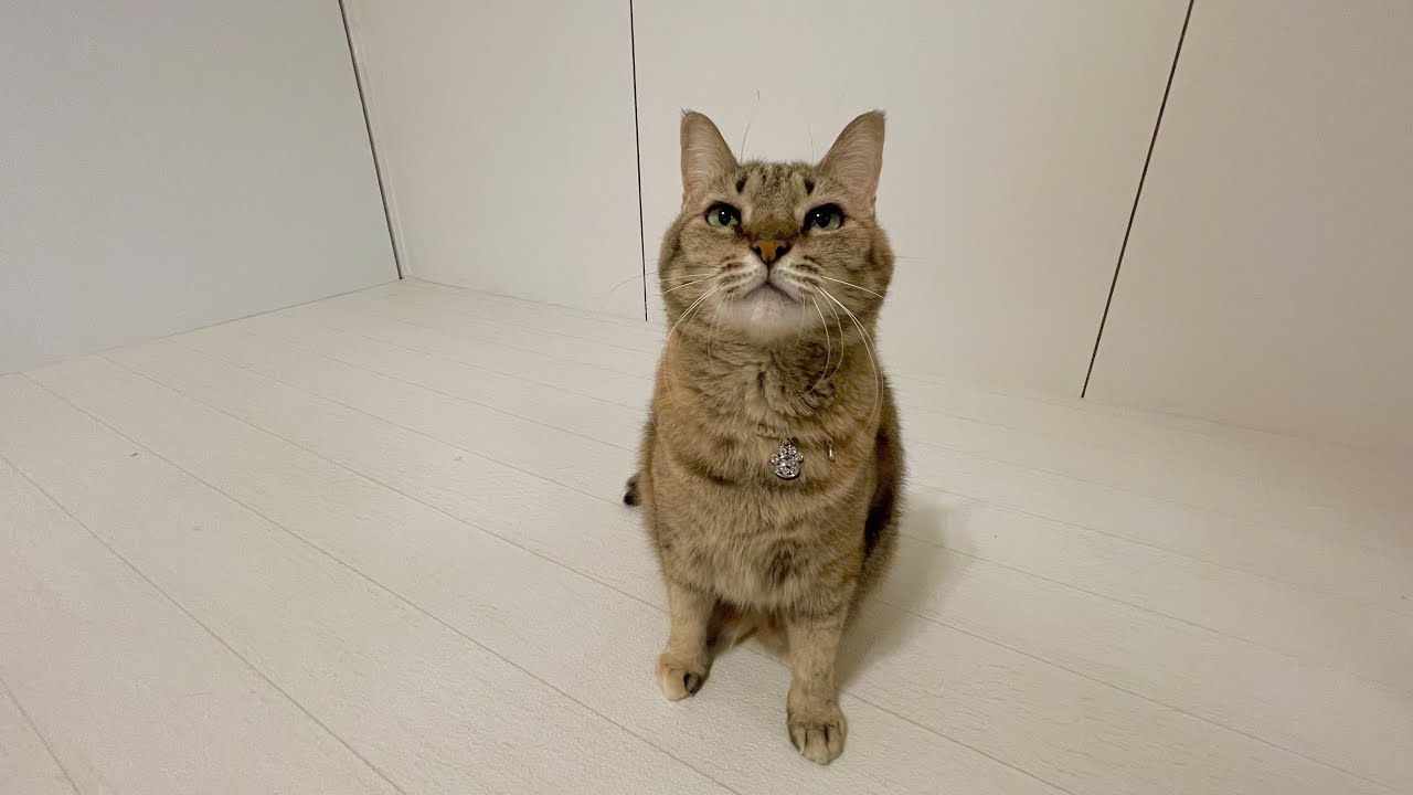 床を白くしたら昔を思い出して大興奮する猫がこちらwww｜床DIY