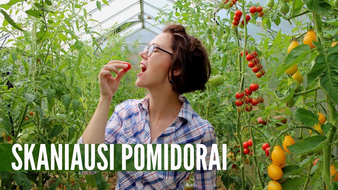 Skaniausių pomidorų veislės: apžvalga tiesiai iš šiltnamio / 2019