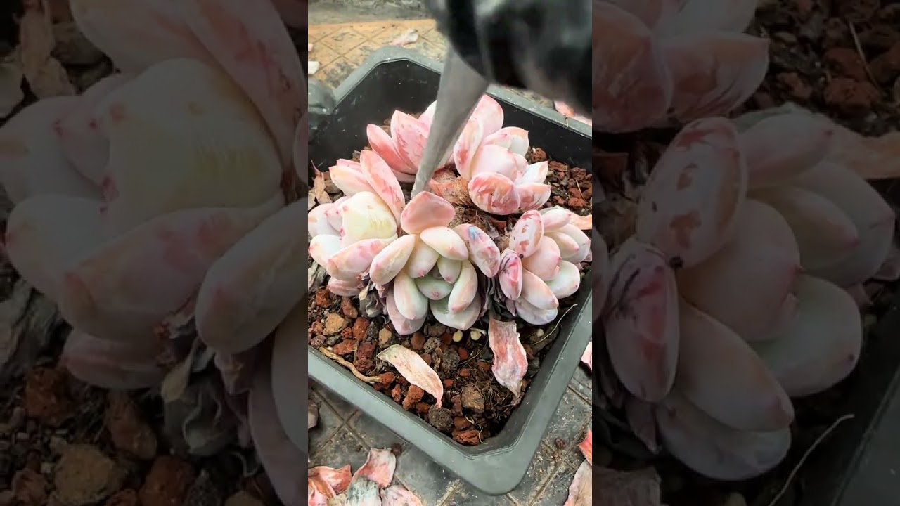这两天一只在下雨，天冷降温，手都没那么利索了#多肉 #解压 #多肉植物