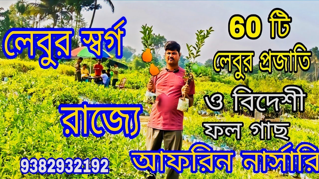 লেবুর স্বর্গ রাজ্য/ আফরিন নার্সারি/ এখানে 60 টি প্রজাতির ফল গাছ ও বিদেশী ফল গাছ #GREEN TREE GARDEN /
