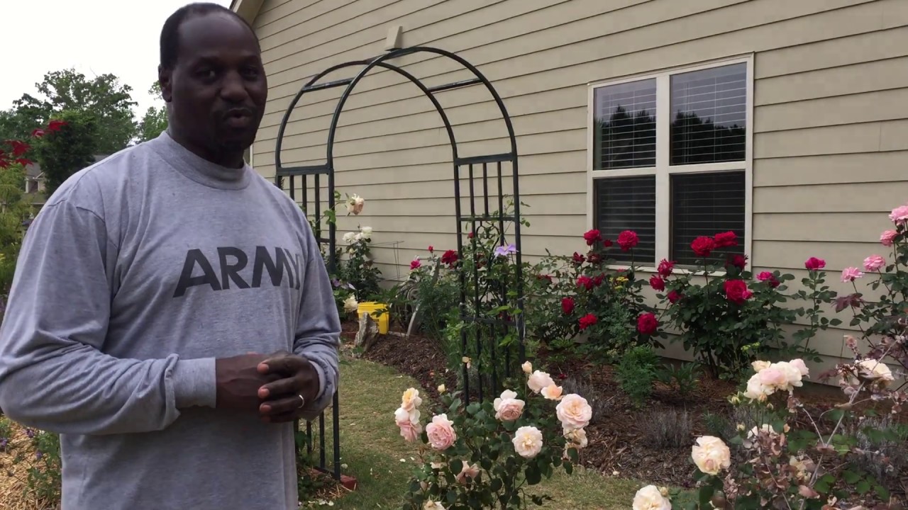 My Therapy Garden: Planting Potted Roses from David Austin