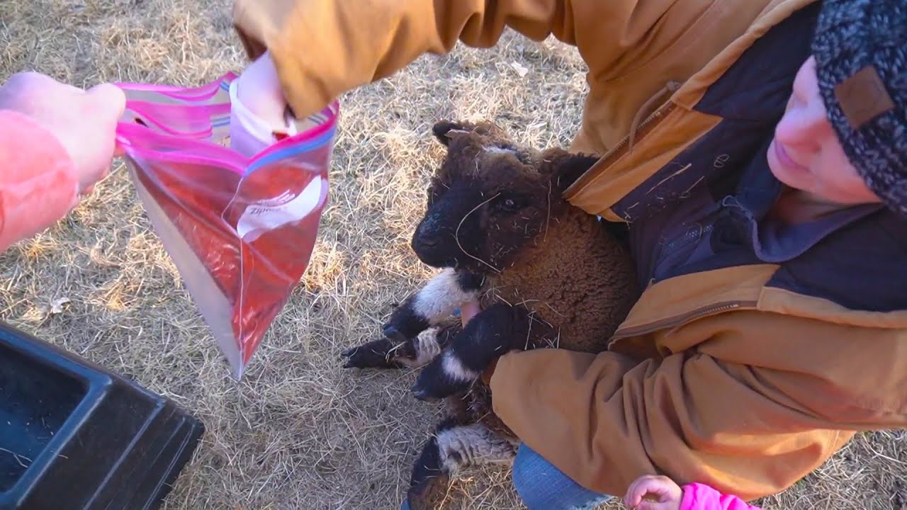Breeding 2021 - Take 2  | Oklahoma Ranch Life