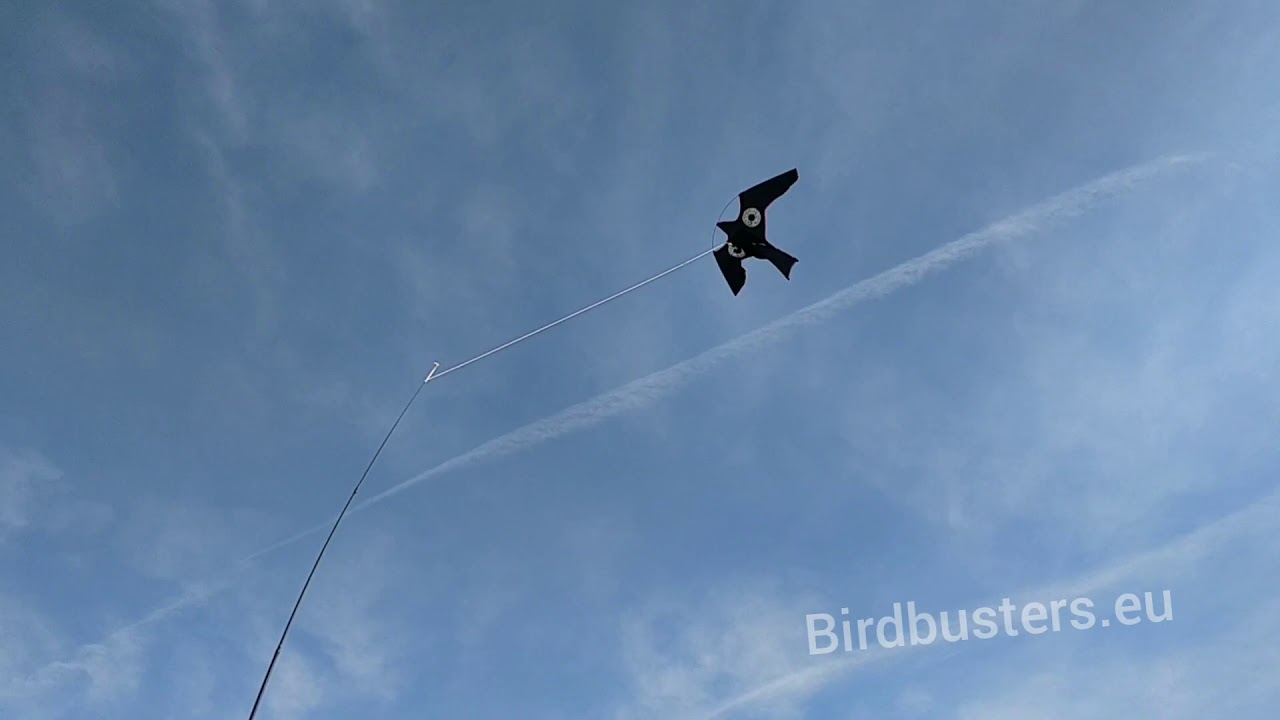Bird repellent kites on harbour