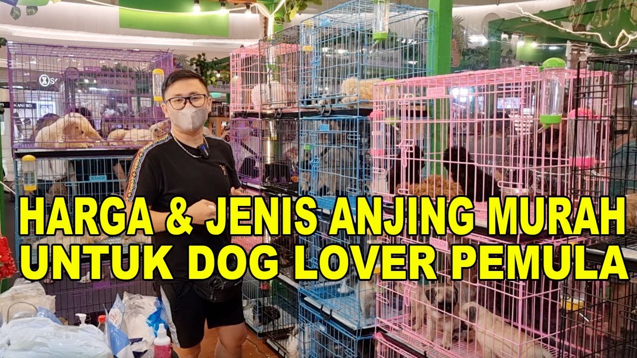 HARGA & JENIS ANJING MURAH UNTUK PEMULA