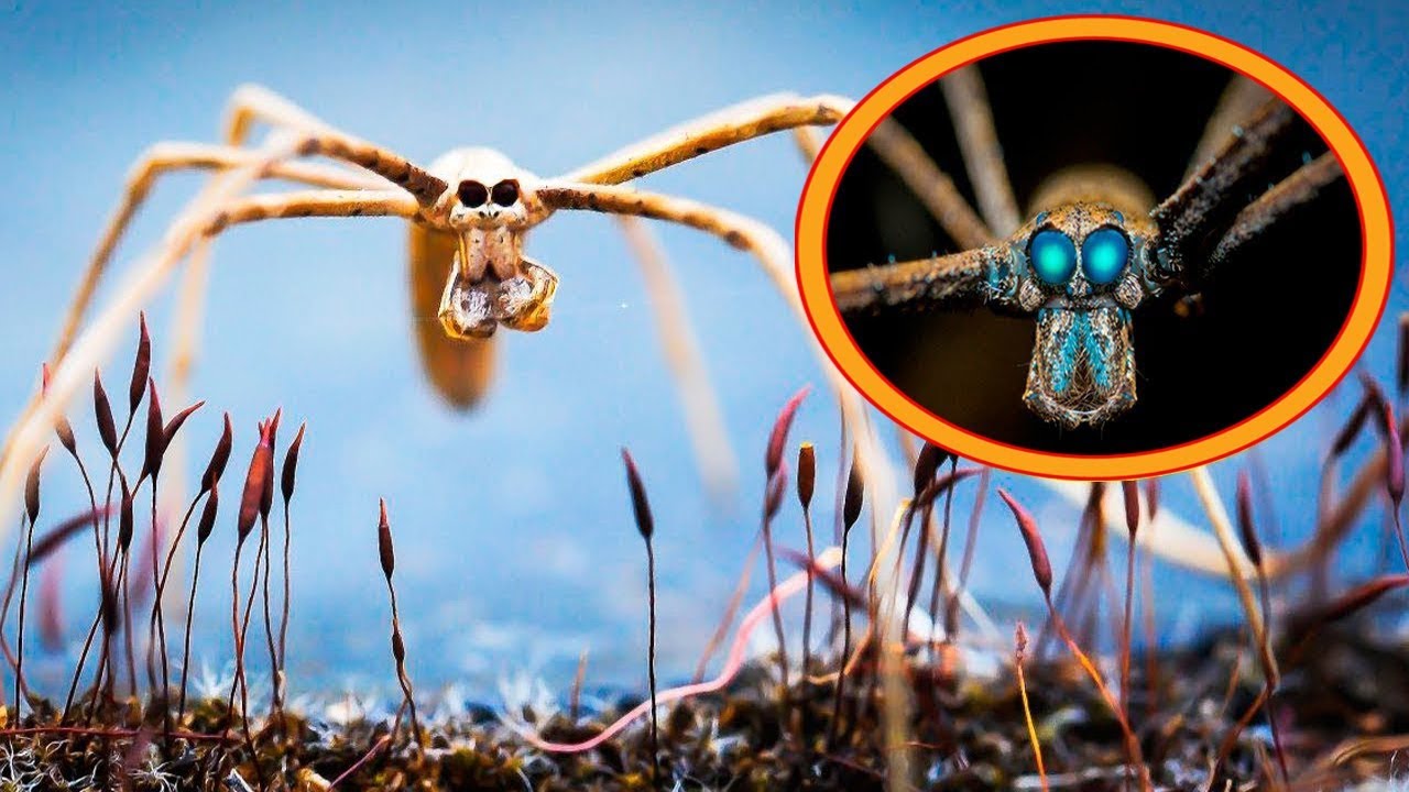 Rarest Spiders In The World