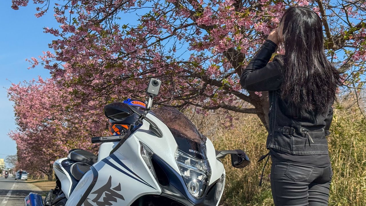 Раннее цветение сакуры в Тибе | hayabusa MOTOBVLOG