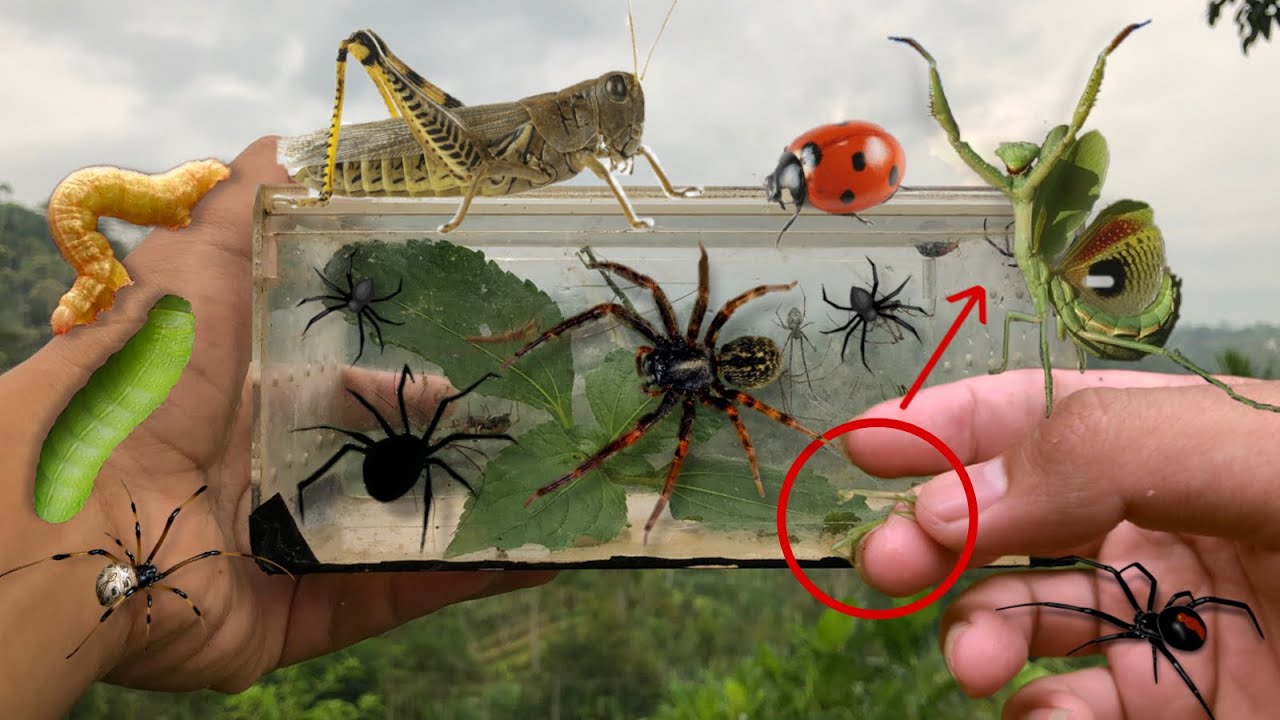 hunting insect in the wild‼️catch baby mantis, caterpillar, spider, giant grasshopper, beetle