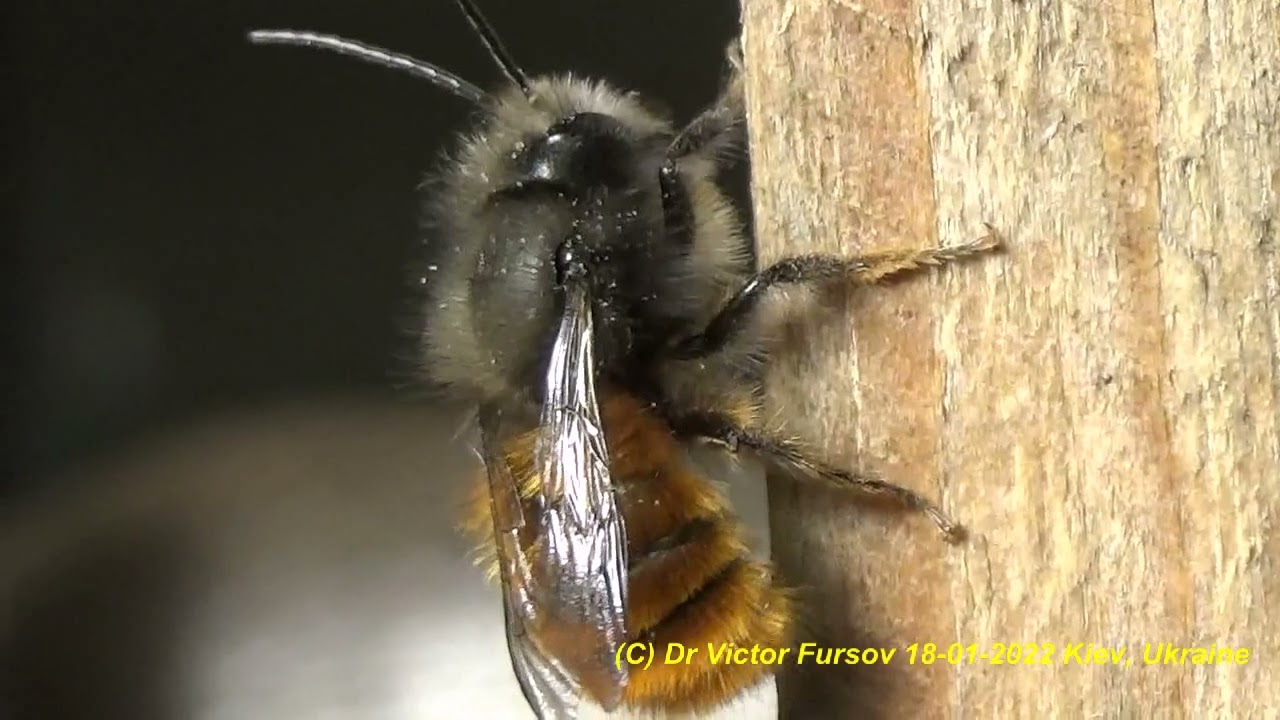 Как Рождается Пчела Осмия рогатая Osmia cornuta? Как Разводить Диких Пчел Осмий? Nest Osmia cornuta.