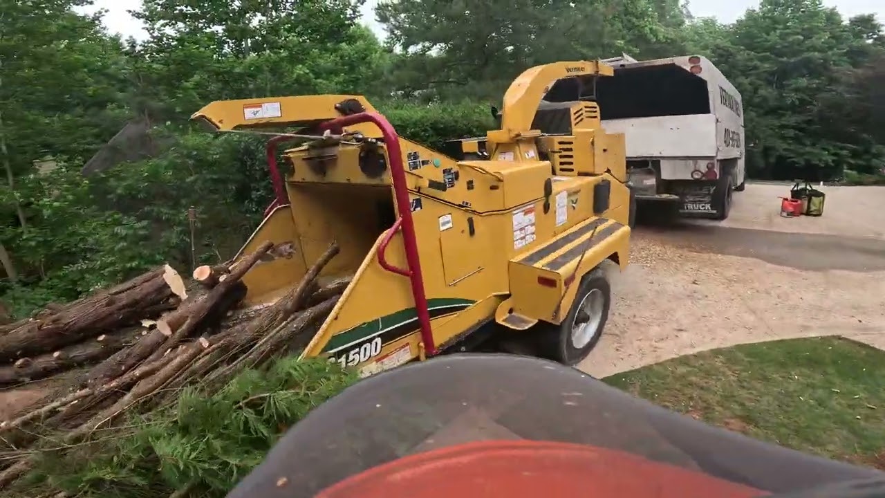 REMOVING 8 LELAND CYPRESS (PART 3)