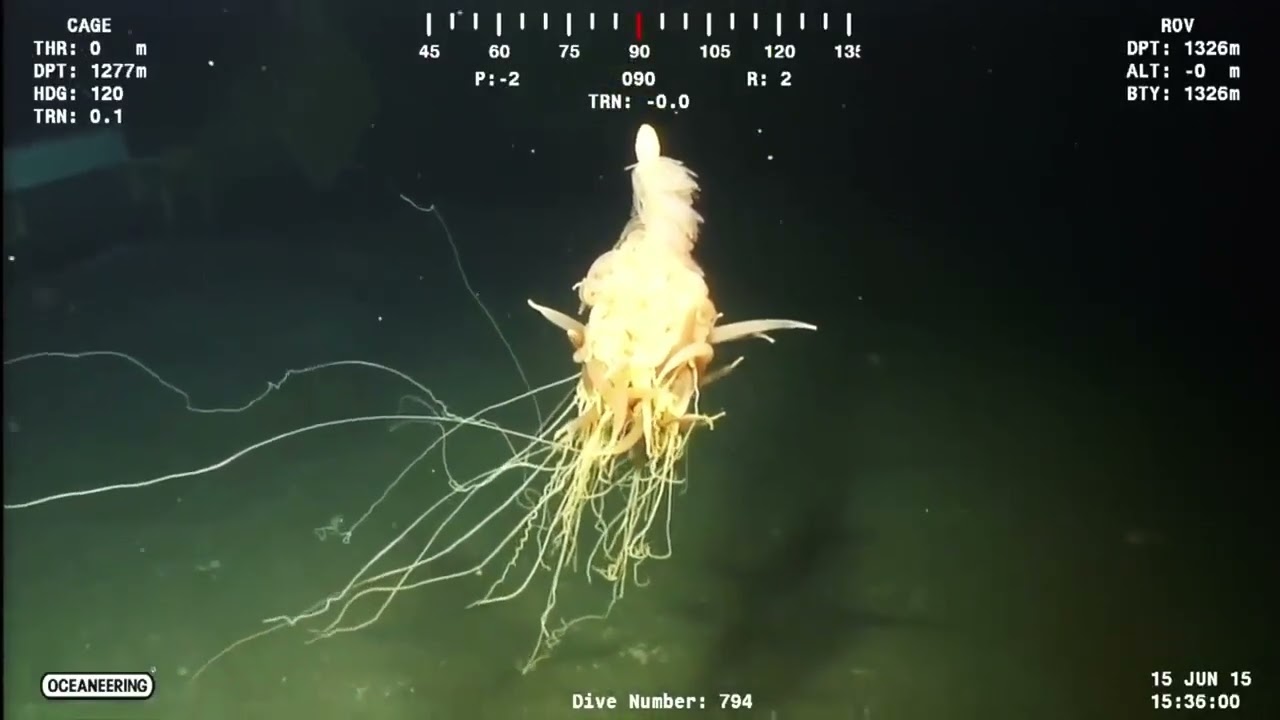 A deep sea siphonophore, only twice captured on video