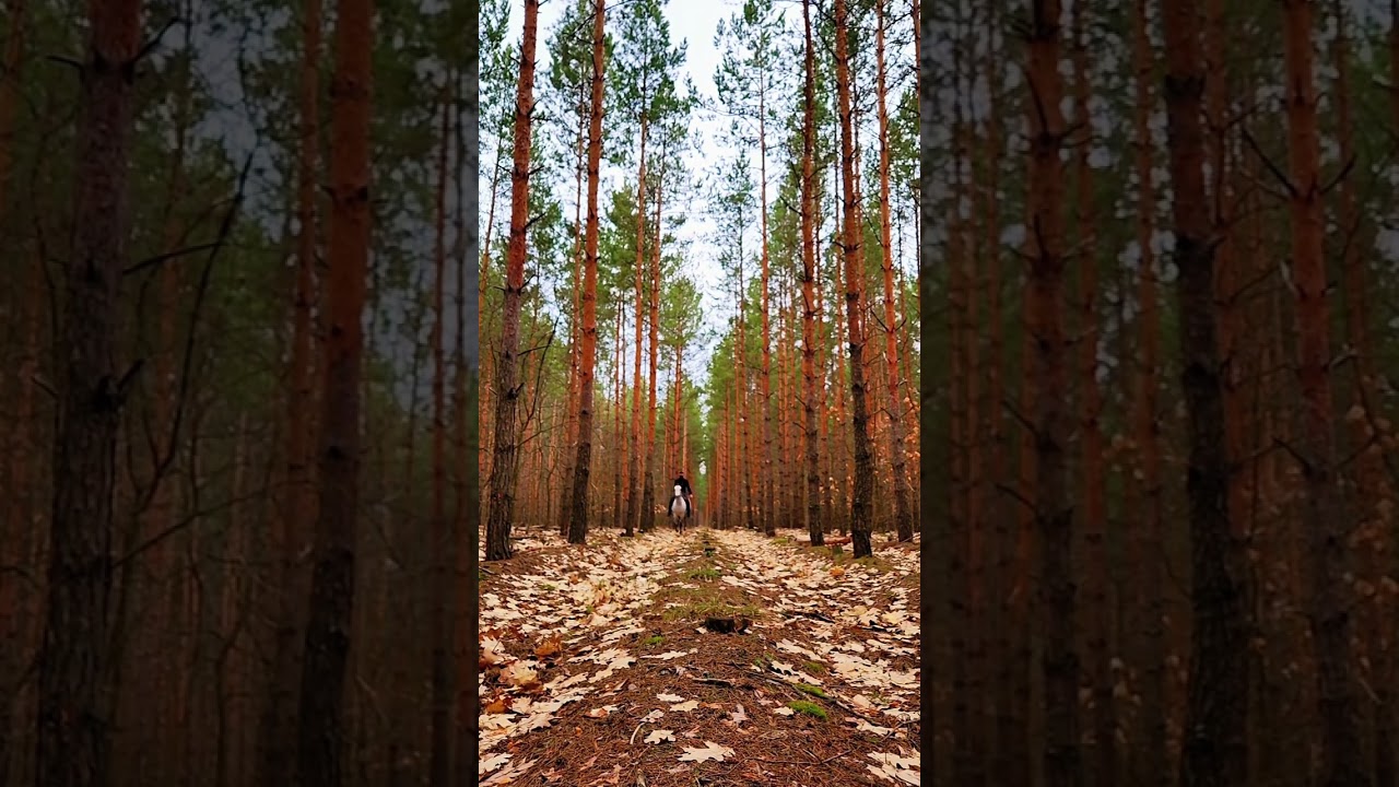 Experience the serene rhythm of a forest canter 🌲🐎