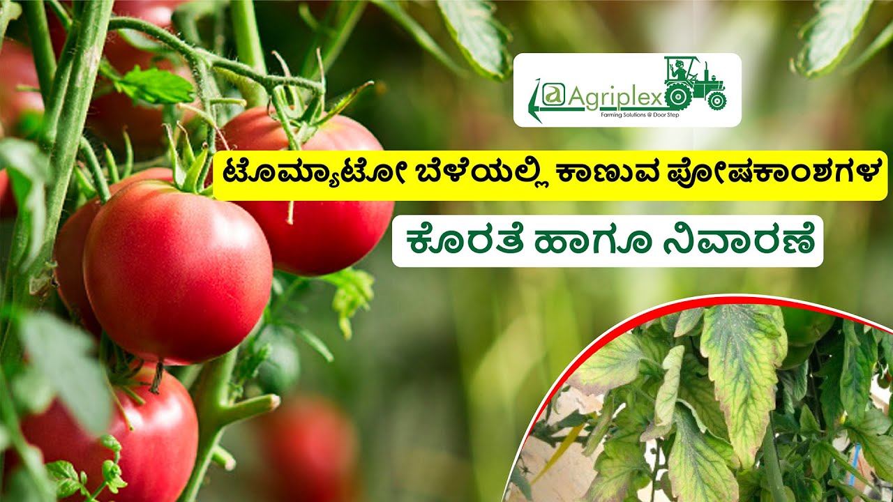 ಟೊಮ್ಯಾಟೋ ಬೆಳೆಯಲ್ಲಿ ಕಾಣುವ ಪೋಷಕಾಂಶಗಳ ಕೊರತೆ ಹಾಗೂ ನಿವಾರಣೆ