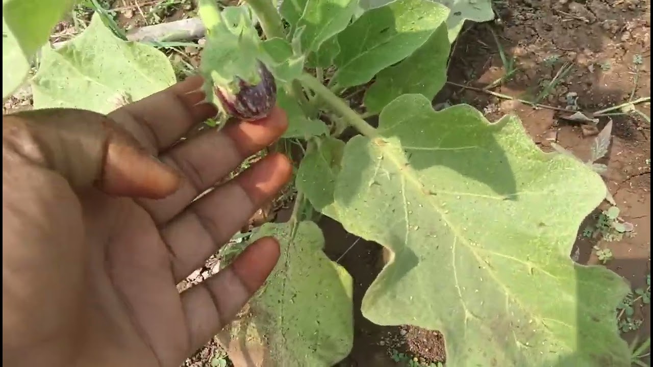 विषय वांग्याचा 🍆💜🙆😁😆 