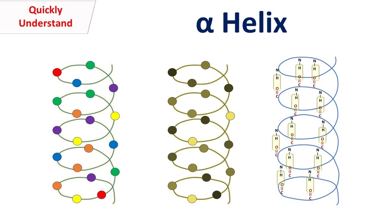 Alpha Helix