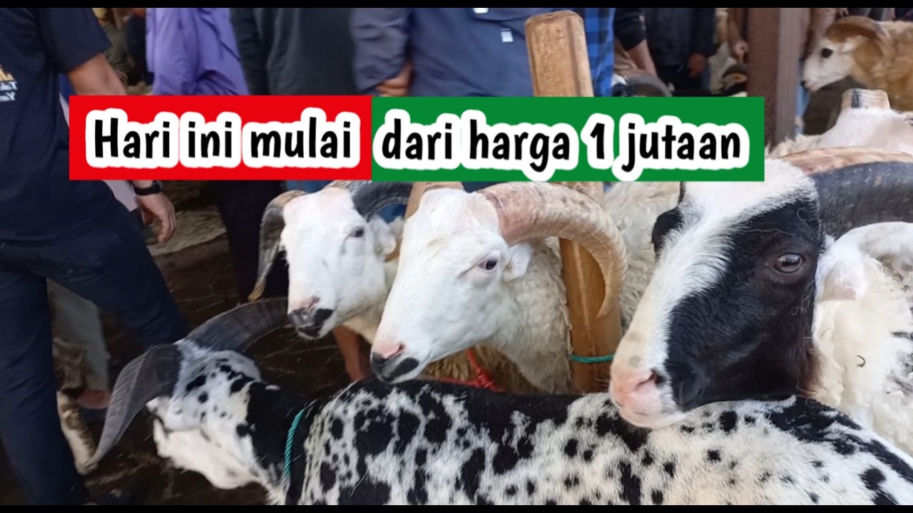 Domba bahan qurban masih laris, domba garut dan domba priangan (100326) #hewankurban #dombaqurban