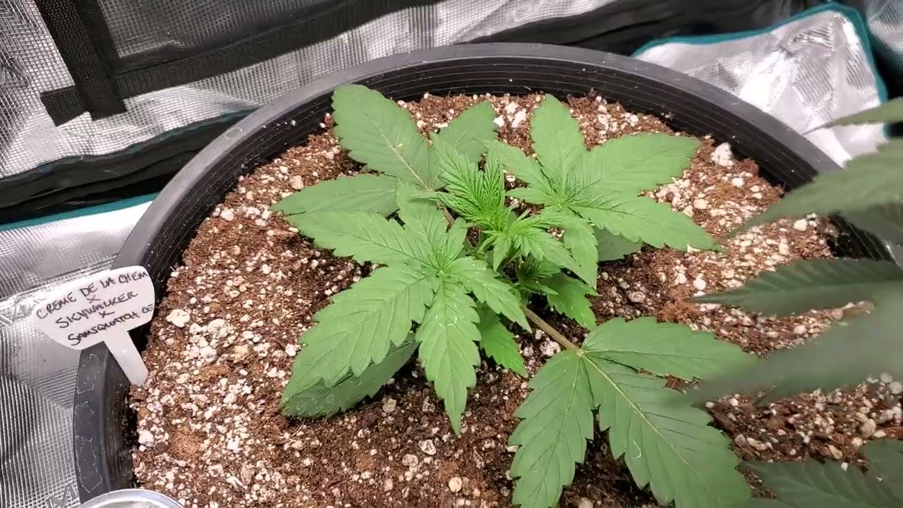 Double Grapes Mephisto  Revolver Crop Kings and so much more