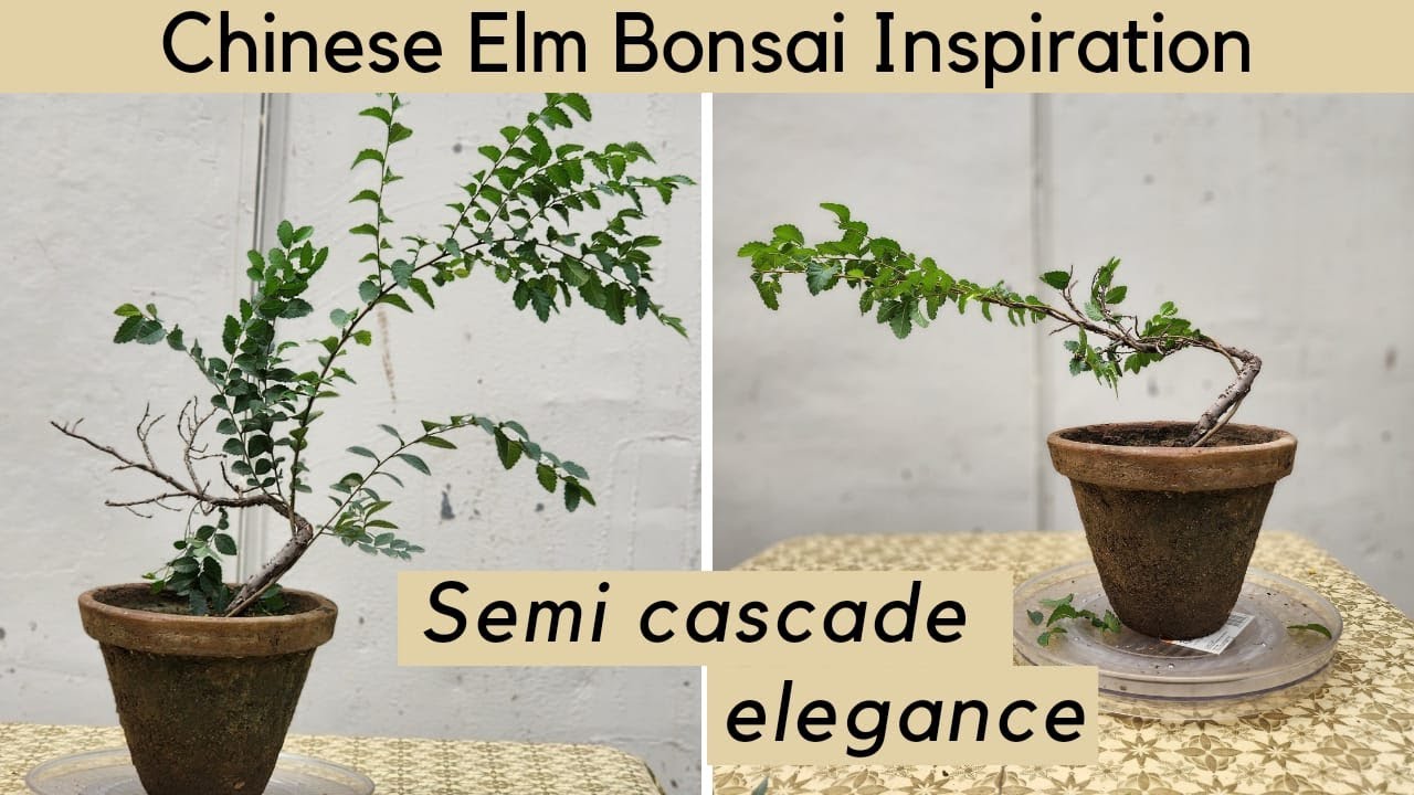 chinese elm bonsai | semi cascade style | @Bonsaiart324