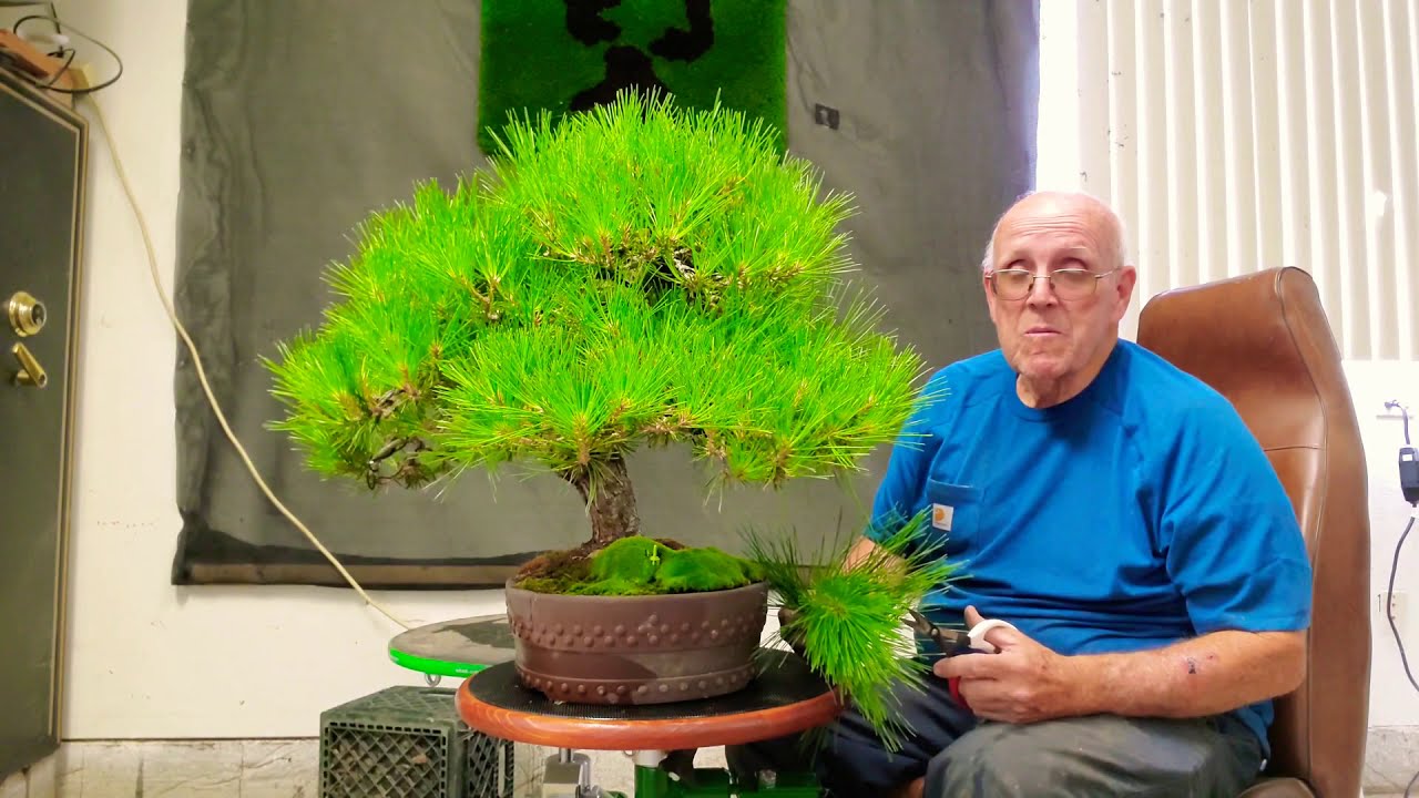 How to Decandle a Japanese Black Pine by Ed Clark and Charlie Perez