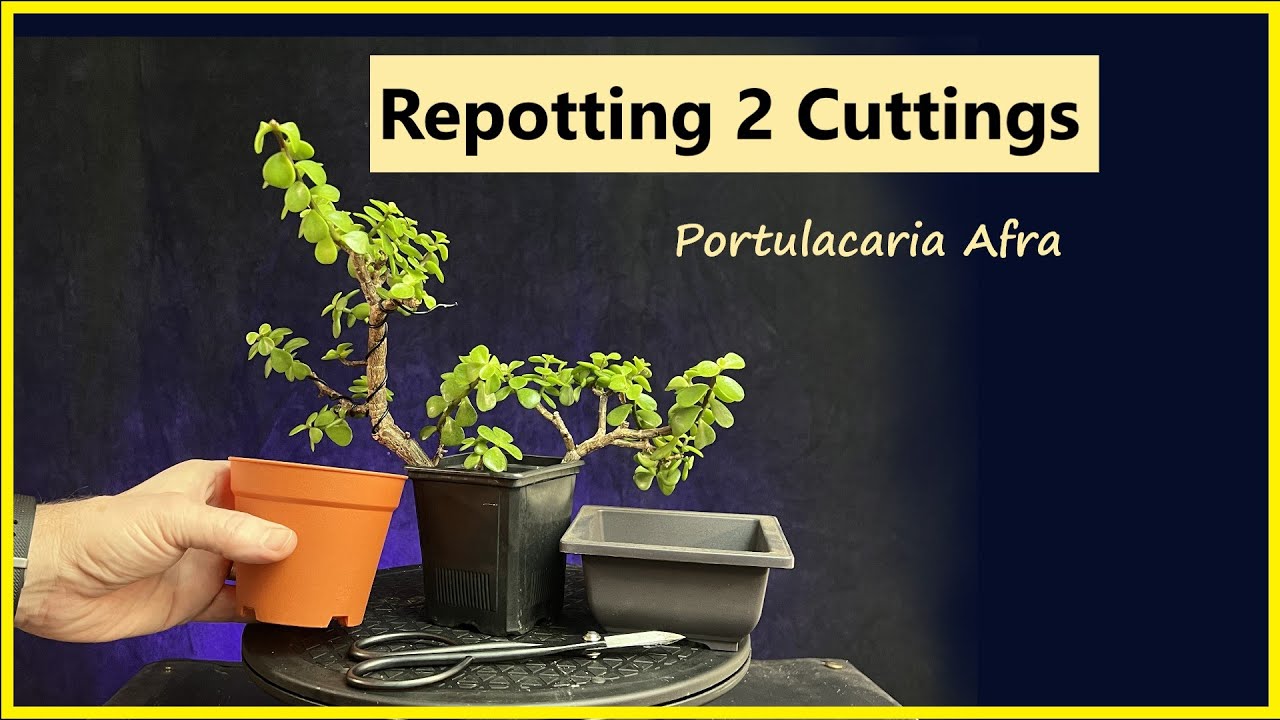Repotting 2 Cuttings / Bonsai / Portulacaria afra #bonsai #dwarfjade #repotting #portulacariaafra