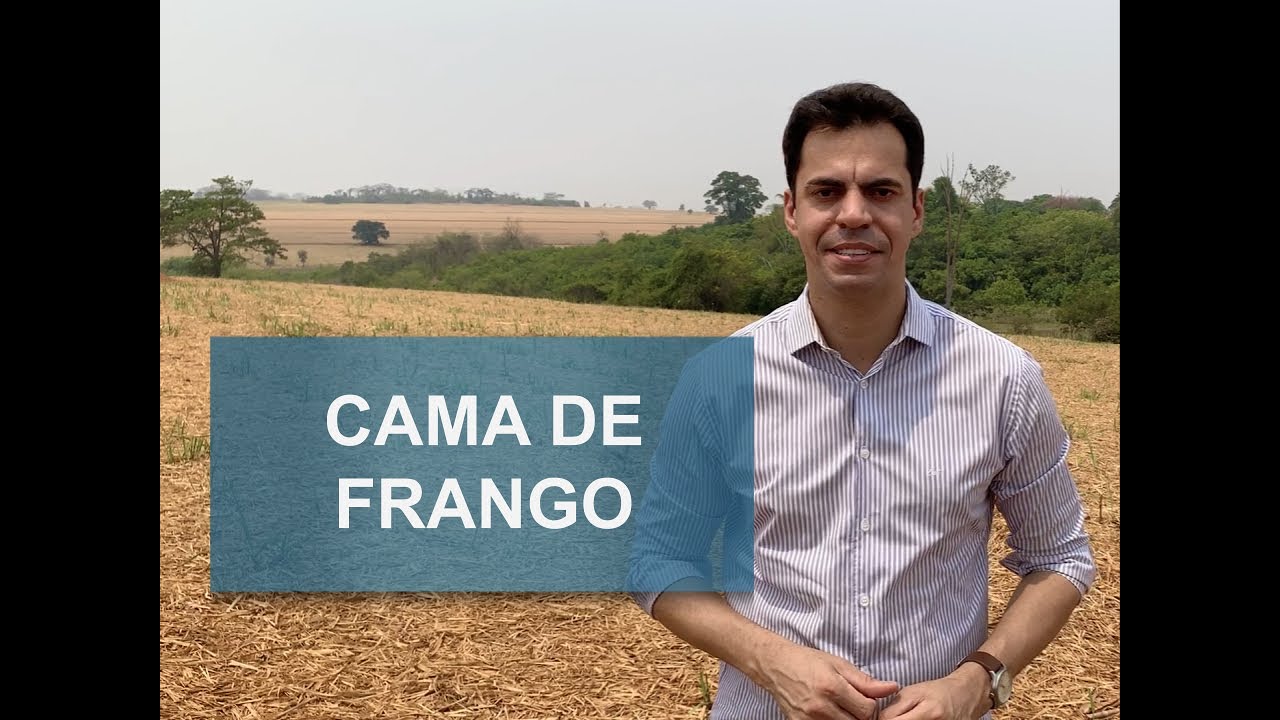 COMO UTILIZAR CAMA DE FRANGO NA PROPRIEDADE?