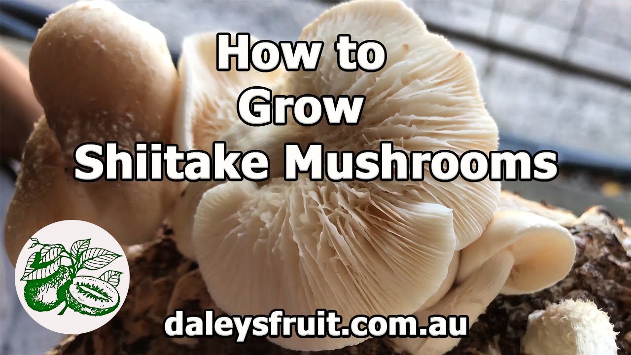 How to Grow Your Own Shiitake Mushrooms
