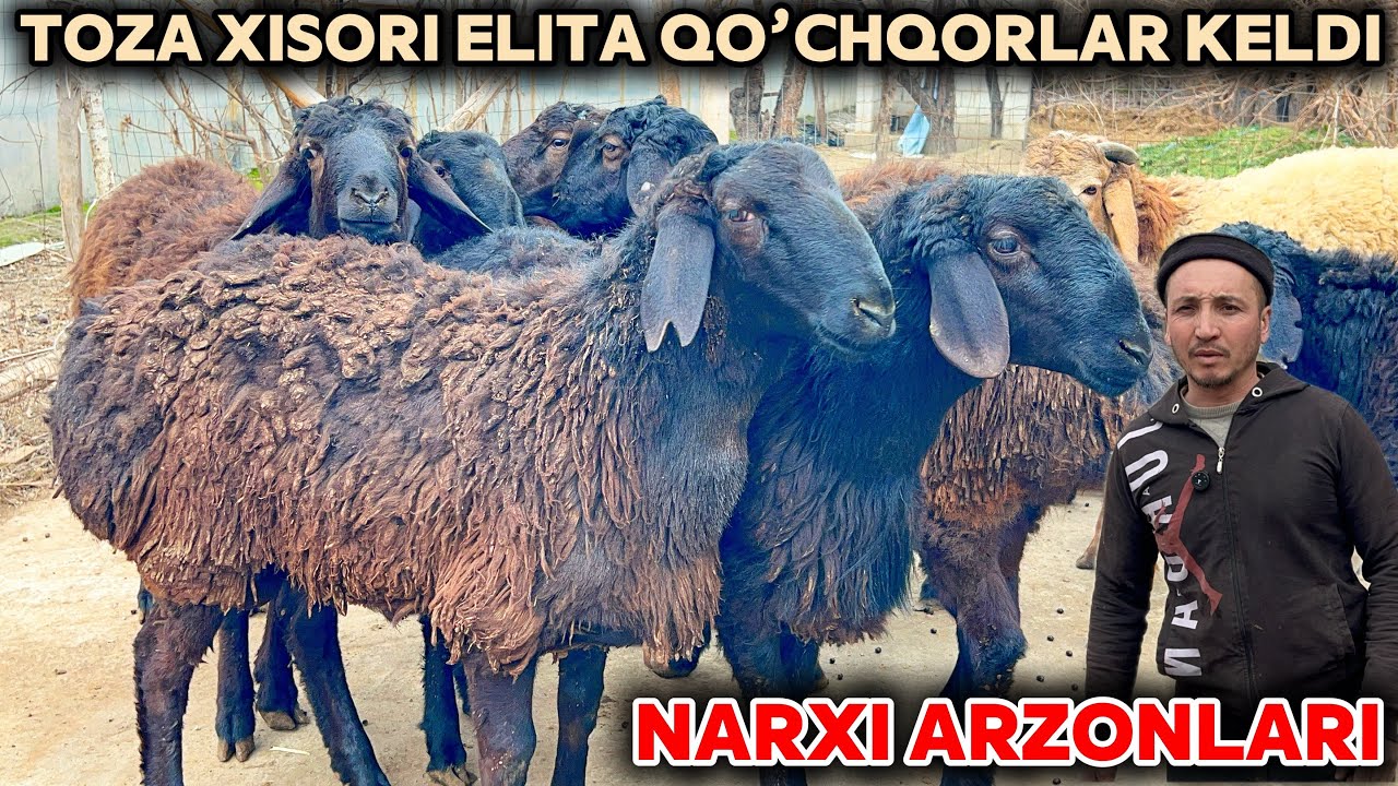 QO’CHQORLAR ARZON NARXDA BO’P KETTI😱 SAYDULLO AKA NARXNI YORVORDI