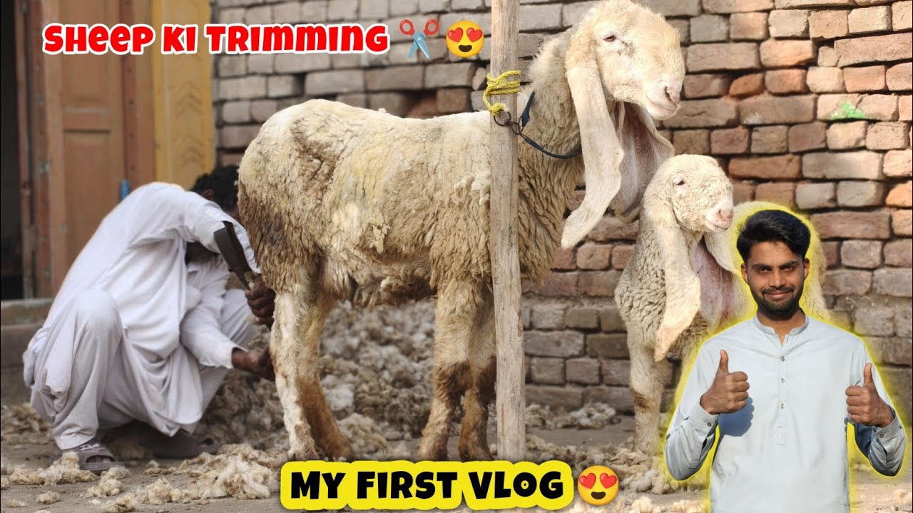 Sheep ki Trimming Start 🥰 | My First Vlog 😍