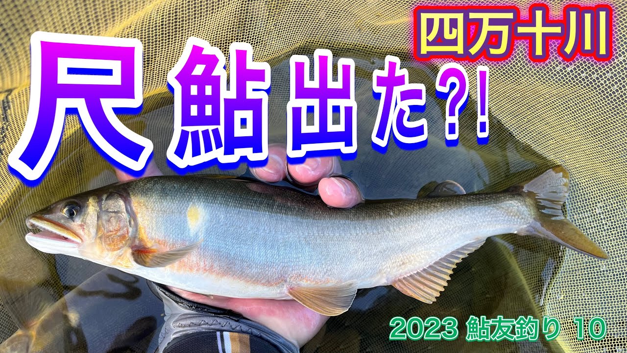 2023 鮎友釣り 10　【尺鮎出た？！　四万十川】