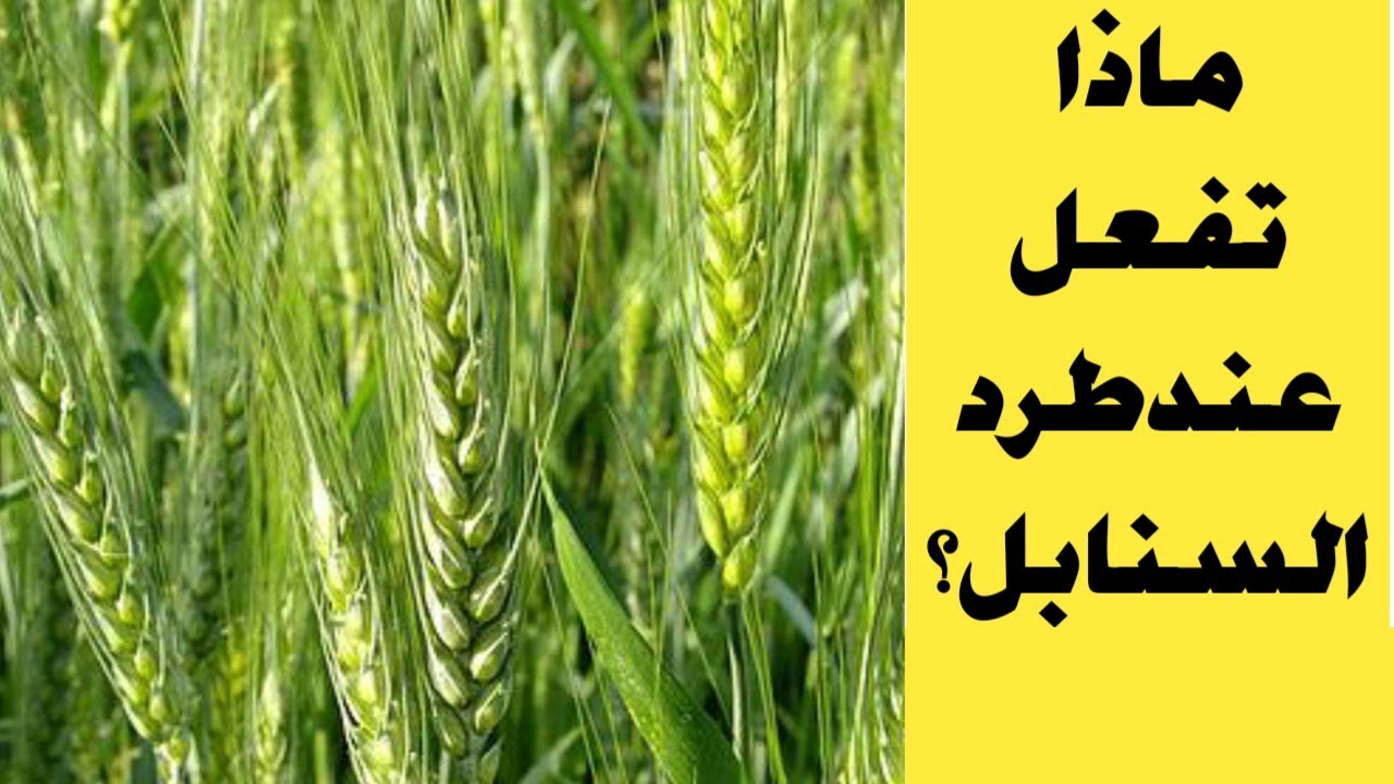 مرحلة طرد السنابل في محصول القمح | رش القمح | رى القمح | تسميد القمح | علاج حشرة المن