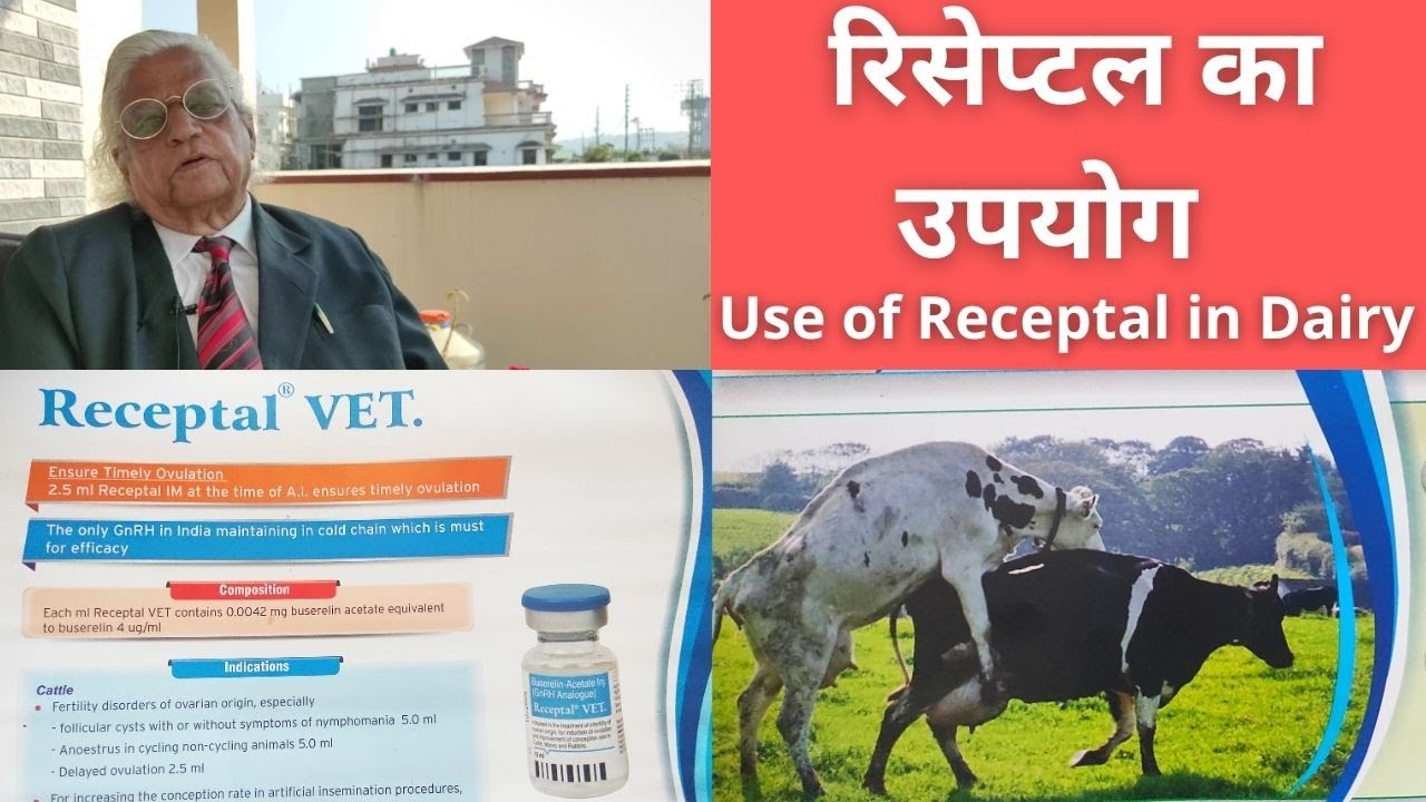 रिसेप्टल के डेरी में प्रयोग | Use of Receptal in Dairy Animals | GnRH Analogues | Buserelin Inj