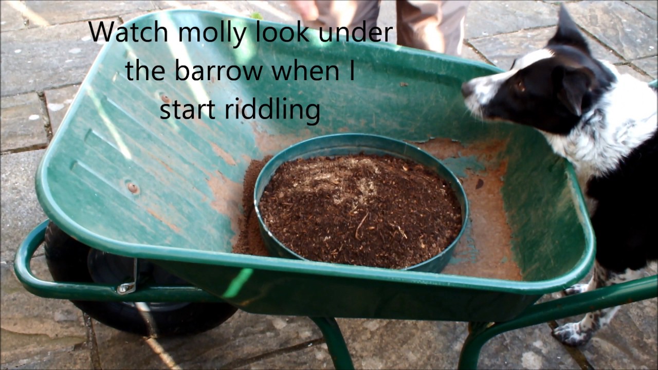 Parsnips germinated on wet tissue transferred, to a raised bed, no thinning required.