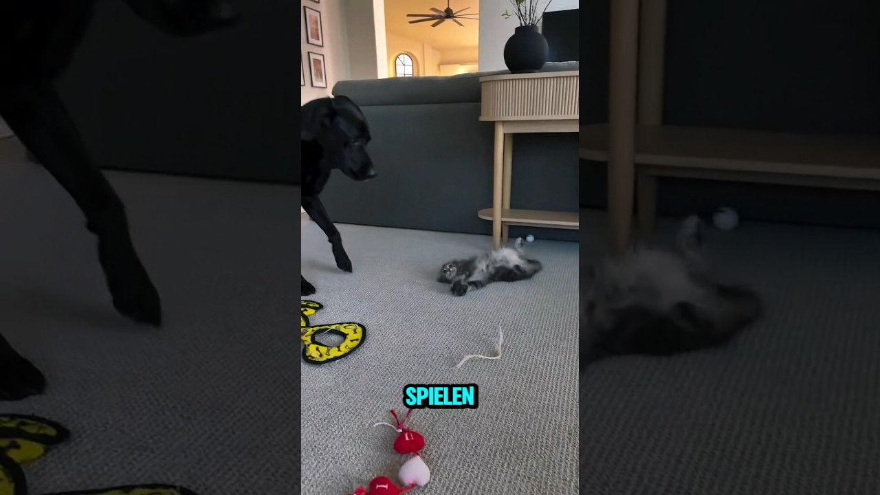 Dieses K&auml;tzchen liebt es mit ihrem besten Freund zu spielen 😊
